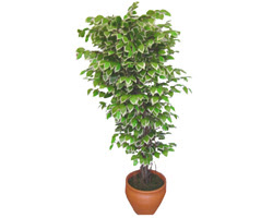 Ficus zel Starlight 1,75 cm   anlurfa iek , ieki , iekilik 