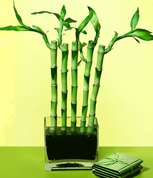  Şanlıurfa çiçek siparişi sitesi  Good Harmony Lucky Bamboo camda