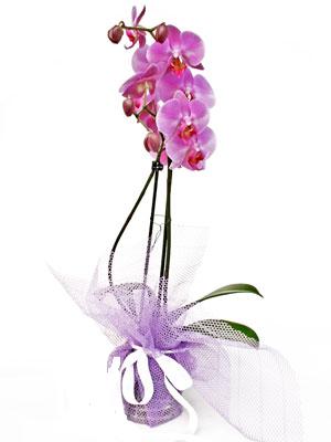  anlurfa iek siparii sitesi  Kaliteli ithal saksida orkide
