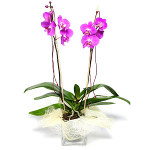  anlurfa kaliteli taze ve ucuz iekler  Cam yada mika vazo ierisinde  1 kk orkide
