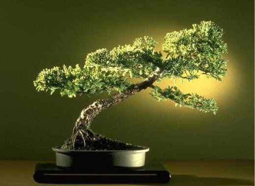 ithal bonsai saksi iegi  anlurfa iek yolla , iek gnder , ieki  