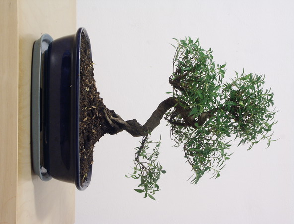ithal bonsai saksi iegi  anlurfa ieki telefonlar 