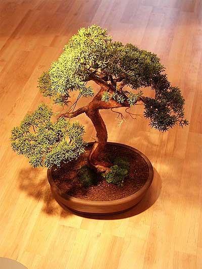ithal bonsai saksi iegi  anlurfa iek siparii vermek 