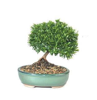 ithal bonsai saksi iegi  anlurfa ucuz iek gnder 