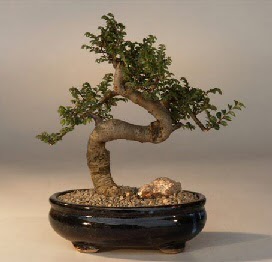 ithal bonsai saksi iegi  anlurfa ieki maazas 