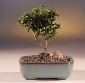  anlurfa iek online iek siparii  ithal bonsai saksi iegi  anlurfa iek gnderme sitemiz gvenlidir 