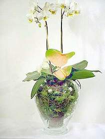  anlurfa kaliteli taze ve ucuz iekler  Cam yada mika vazoda zel orkideler