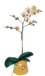  anlurfa iek sat  Phalaenopsis Orkide ithal kalite