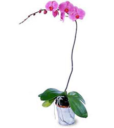  anlurfa ucuz iek gnder  Orkide ithal kaliteli orkide 