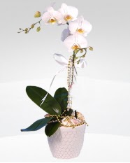 1 dallı orkide saksı çiçeği  Şanlıurfa uluslararası çiçek gönderme 