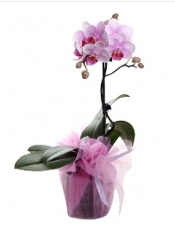 1 dal pembe orkide saksı çiçeği  Şanlıurfa online çiçek gönderme sipariş 