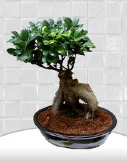 saks iei japon aac bonsai  anlurfa online iek gnderme sipari 