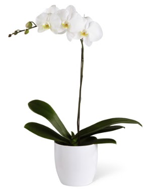 1 dall beyaz orkide  anlurfa ieki maazas 