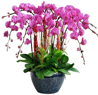 9 dallı mor orkide  Şanlıurfa çiçekçi mağazası 