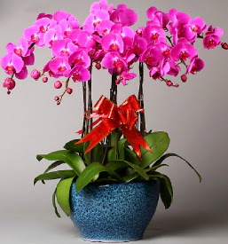 7 dall mor orkide  anlurfa iekiler 