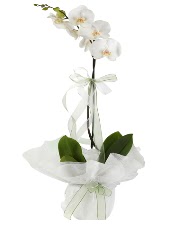 1 dal beyaz orkide iei  anlurfa ieki telefonlar 