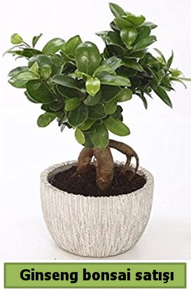 Ginseng bonsai japon aac sat  anlurfa iek maazas , ieki adresleri 