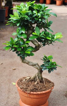 Orta boy bonsai saks bitkisi  anlurfa iek gnderme 