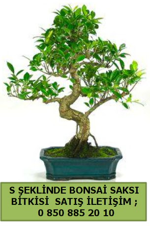 thal S eklinde dal erilii bonsai sat  anlurfa iek servisi , ieki adresleri 