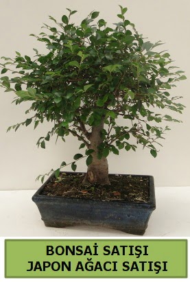 Minyatr bonsai japon aac sat  anlurfa hediye sevgilime hediye iek 