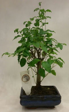 Minyatr bonsai japon aac sat  anlurfa iek maazas , ieki adresleri 