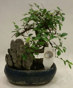 thal 1.ci kalite bonsai japon aac  anlurfa kaliteli taze ve ucuz iekler 