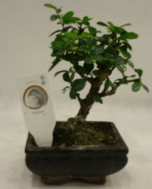Kk minyatr bonsai japon aac  anlurfa iek servisi , ieki adresleri 