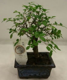 Minyatr ithal japon aac bonsai bitkisi  anlurfa kaliteli taze ve ucuz iekler 