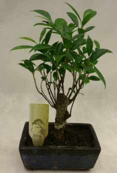 Japon aac bonsai bitkisi sat  anlurfa iek maazas , ieki adresleri 