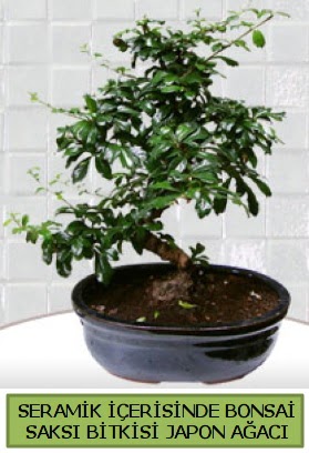 Seramik vazoda bonsai japon aac bitkisi  anlurfa nternetten iek siparii 