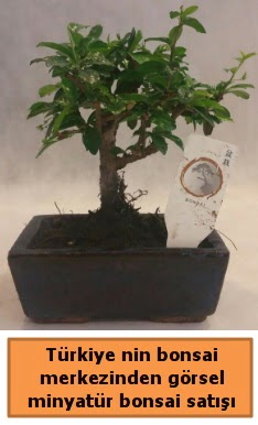 Japon aac bonsai sat ithal grsel  anlurfa iek online iek siparii 