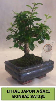 thal japon aac bonsai bitkisi sat  anlurfa iek maazas , ieki adresleri 