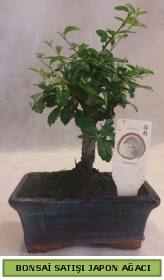 Minyatr bonsai aac sat  anlurfa iek servisi , ieki adresleri 