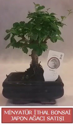 Kk grsel bonsai japon aac bitkisi  anlurfa gvenli kaliteli hzl iek 