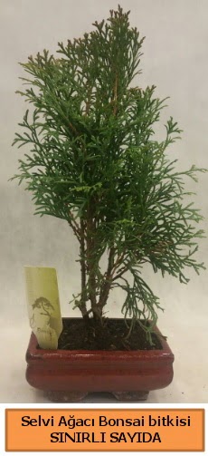 Selvi aac bonsai japon aac bitkisi  anlurfa kaliteli taze ve ucuz iekler 