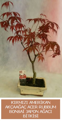 Amerikan akaaa Acer Rubrum bonsai  anlurfa hediye iek yolla 
