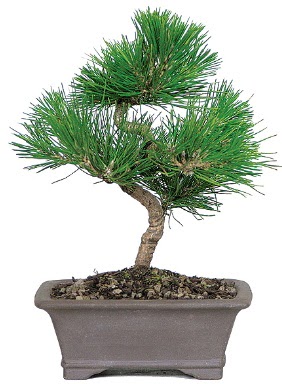 am aac bonsai japon aac bitkisi  anlurfa iek servisi , ieki adresleri 