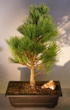 am aac japon aac bitkisi bonsai  anlurfa iek maazas , ieki adresleri 
