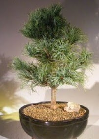 am aac bonsai bitkisi sat  anlurfa yurtii ve yurtd iek siparii 