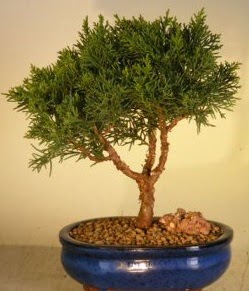 Servi am bonsai japon aac bitkisi  anlurfa iek online iek siparii 