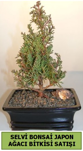 Selvi am japon aac bitkisi bonsai  anlurfa iek maazas , ieki adresleri 