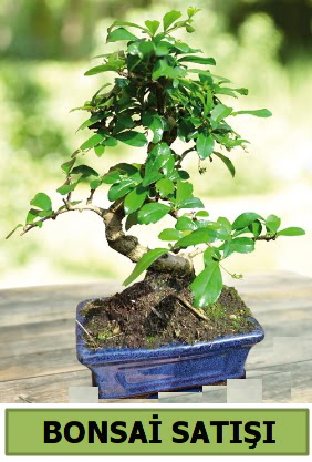 am bonsai japon aac sat  anlurfa kaliteli taze ve ucuz iekler 
