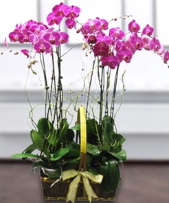 7 dall mor lila orkide  anlurfa hediye sevgilime hediye iek 