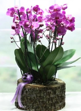 Ktk ierisinde 6 dall mor orkide  anlurfa yurtii ve yurtd iek siparii 