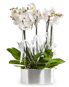 Be dall metal saksda beyaz orkide  anlurfa iek online iek siparii 