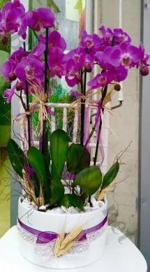 Seramik vazoda 4 dall mor lila orkide  anlurfa iek sat 