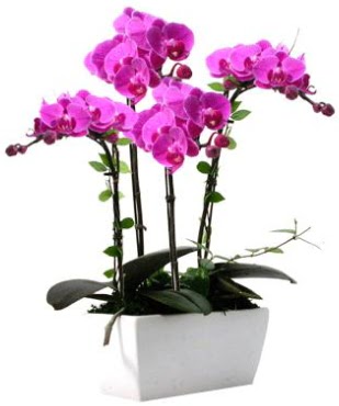 Seramik vazo ierisinde 4 dall mor orkide  anlurfa kaliteli taze ve ucuz iekler 