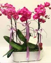 Beyaz seramik ierisinde 4 dall orkide  anlurfa yurtii ve yurtd iek siparii 