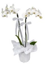 2 dall beyaz orkide  anlurfa cicek , cicekci 