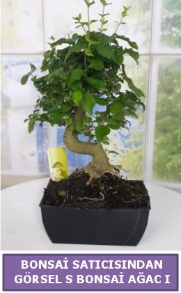 S dal erilii bonsai japon aac  anlurfa kaliteli taze ve ucuz iekler 